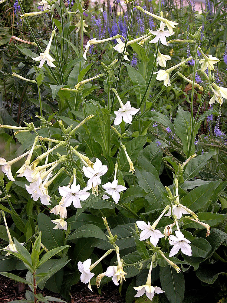 cuban tobacco seeds What is Cuban Seed Tobacco?