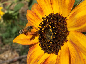 Sunflower-Amber Eye