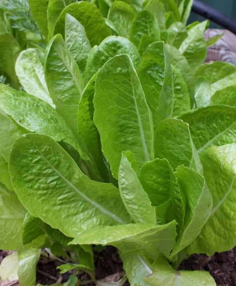Lettuce-Romaine-Jericho