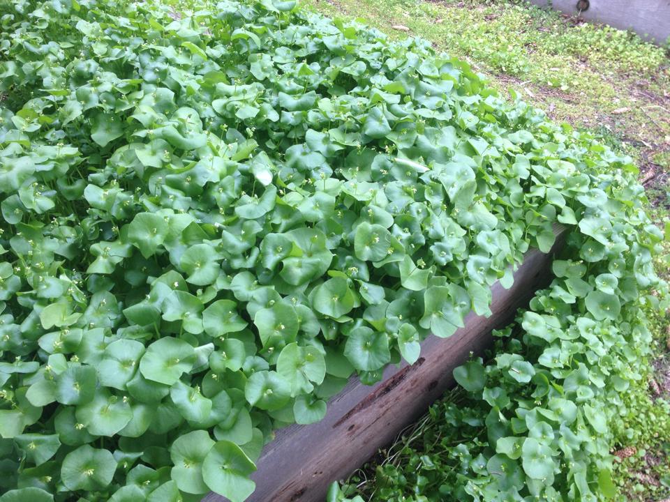 Miner's Lettuce-wildcrafted