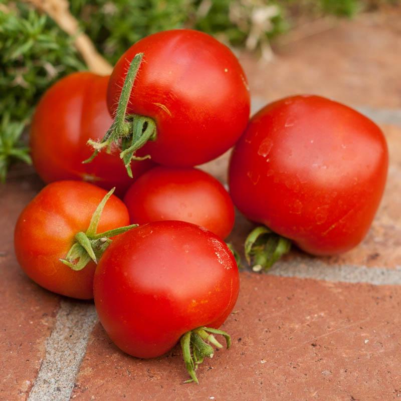 Red Slicing Tomatoes