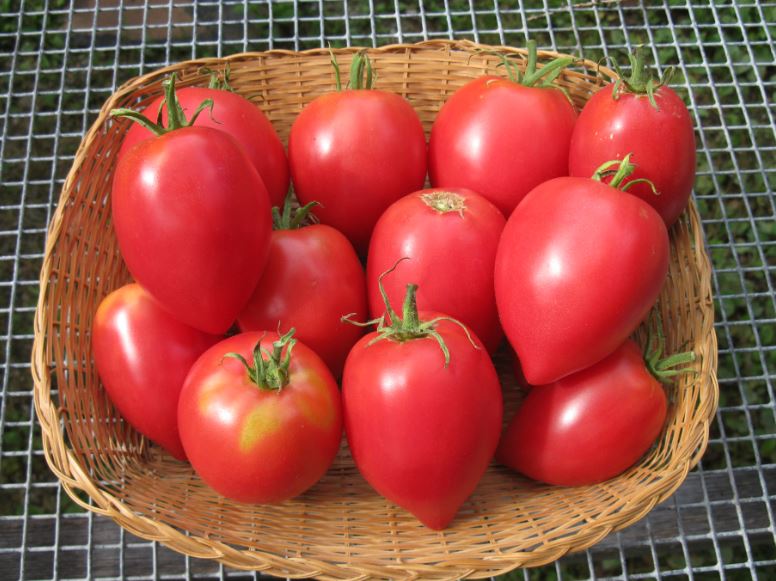Tomato-paste-Fumarole