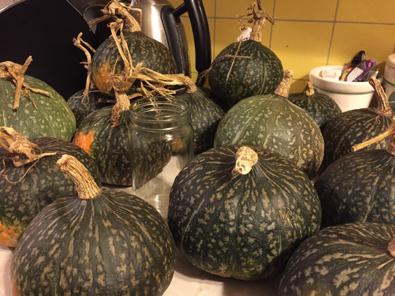 Squash-Winter-Kabocha – Hardy Seeds